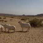 خروف فحل حري مشروط