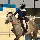 فرس شعبيه شيخه