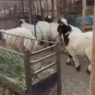 ذبايح نعيم