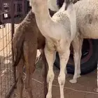 قعود رماني كفو