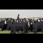 مراح عوارض صنف فاخره اغلبها حصيب تبي توالد