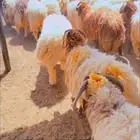 نعيمي جذع ب 1450  فقط