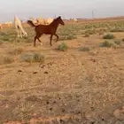 مهر للبيع