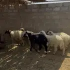 نعيم ونجد للبيع