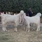 مراح مشاريك فاخره 3 ب الفحل اجم بدون قرون