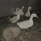 بط بكيني انثى منتجه وثلاث قريب انتاج متوالفه معها ذكر و8فروخ