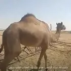سلالة الجذاب
