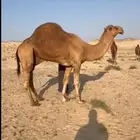 بعير ساحلي فحل