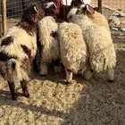 ذبايح نعيمي