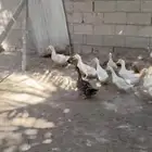 بط بكيني وا خضيري