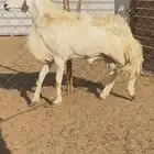 طلي فحل حري فاخر الحقوو الزين (( تم البيع ))