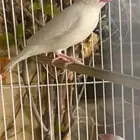 للبيع جاوا ابيض ( وايت )