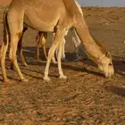 بكره ع جمل بن ريلان الرشيدي