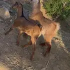 تيوس (( تم البيع ))