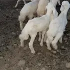 طليان