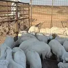طليان و تيوس ثلاجه