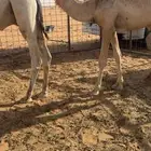 مفرود تربيه