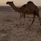 قعود حليب تايه