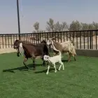 معزا جروم فاخره ولون مميز مواليد