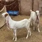 جفرات هولندي صنف