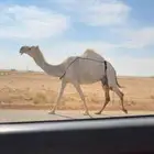 الخلفه الوضحا الكفو