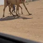 عشرا شعلا حدرها بكره