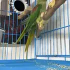 جوز دره نيبالي جامبو