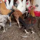 دجاج العمر من أربعه إلى خمسه