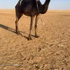 مجهم حايل