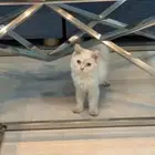 قط صغير شيرازي