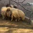 خرفان نعيمي