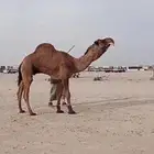 للبيع فحل كفوو