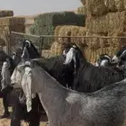 معزا عوارض دفيع ومضاريع