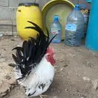 دجاج جبنيز