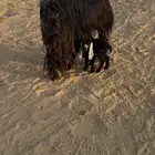 عنز عارضيه متاومه