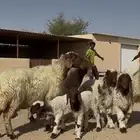 غنم نعيم متاويم فاخره