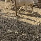 غنم مواليد عيالها مفطومه