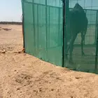 شبوك درف