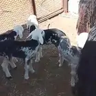 غنم نجد خلفات متابيع 11 تحتها 8