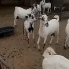 معزا بيشيات
