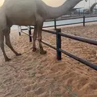 البعير الفحل رباع اشعل كفو علياني للبيع