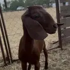 جفرا دبسا مطوره