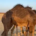 حشو قصب