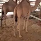 عدد اثنين قعدان نظاف وسمان