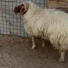 خروف مشروط