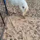 طلي طيب عمره يمكن من 5