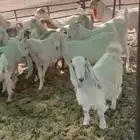 جذعات مشاريك فاخره 27 الفحول 2