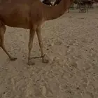 عشرا عاد ديدها فيه لبن وقليصه ل الفرديات وكانت ركبيه