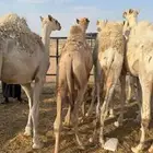 حشو قصب فاخره
