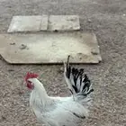 بيع أربع ديكة